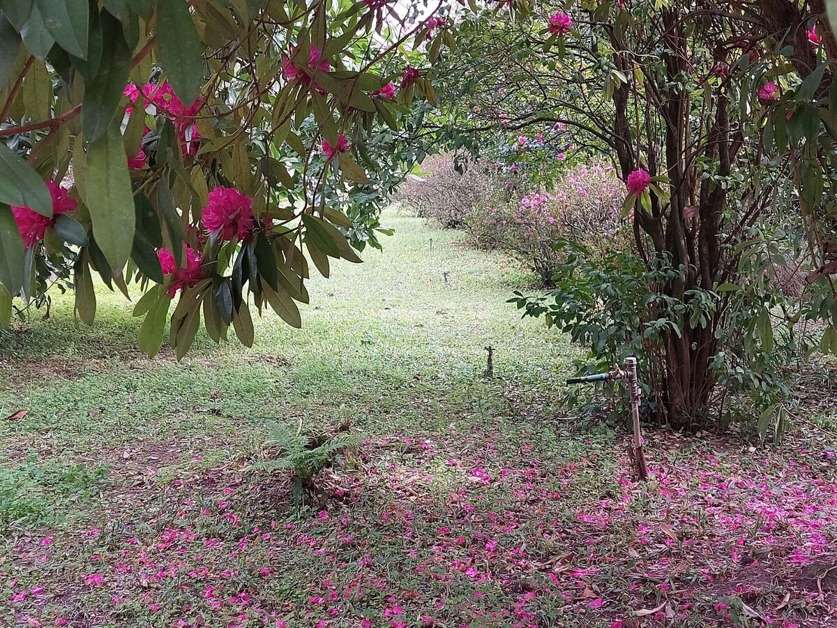 Quinta D'Avó Amélia – Ferme du XIXe siècle avec piscine, Albergaria-a-Velha - Photo 53