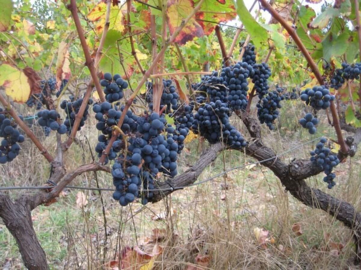 Maison vigneronne au cœur du Douro, Fornos de Algodres - Photo 22