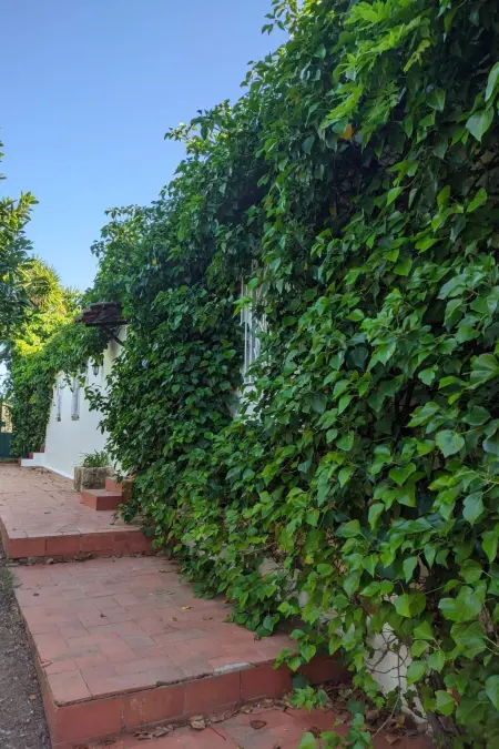 Maison 5 chambres avec piscine privée à Carvoeiro : photo 18