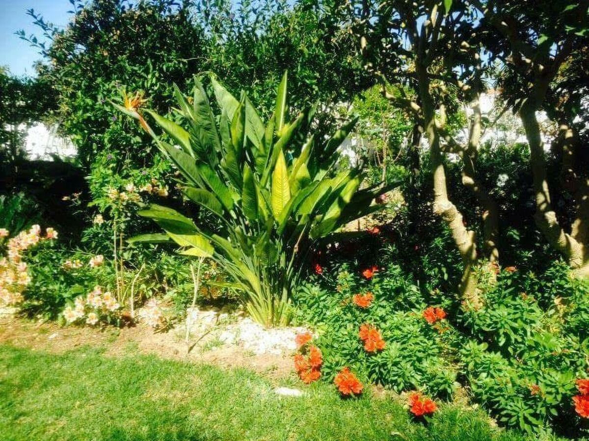 Maison typique Algarve 4 pers., jardin privé à Algoz - Photo 21