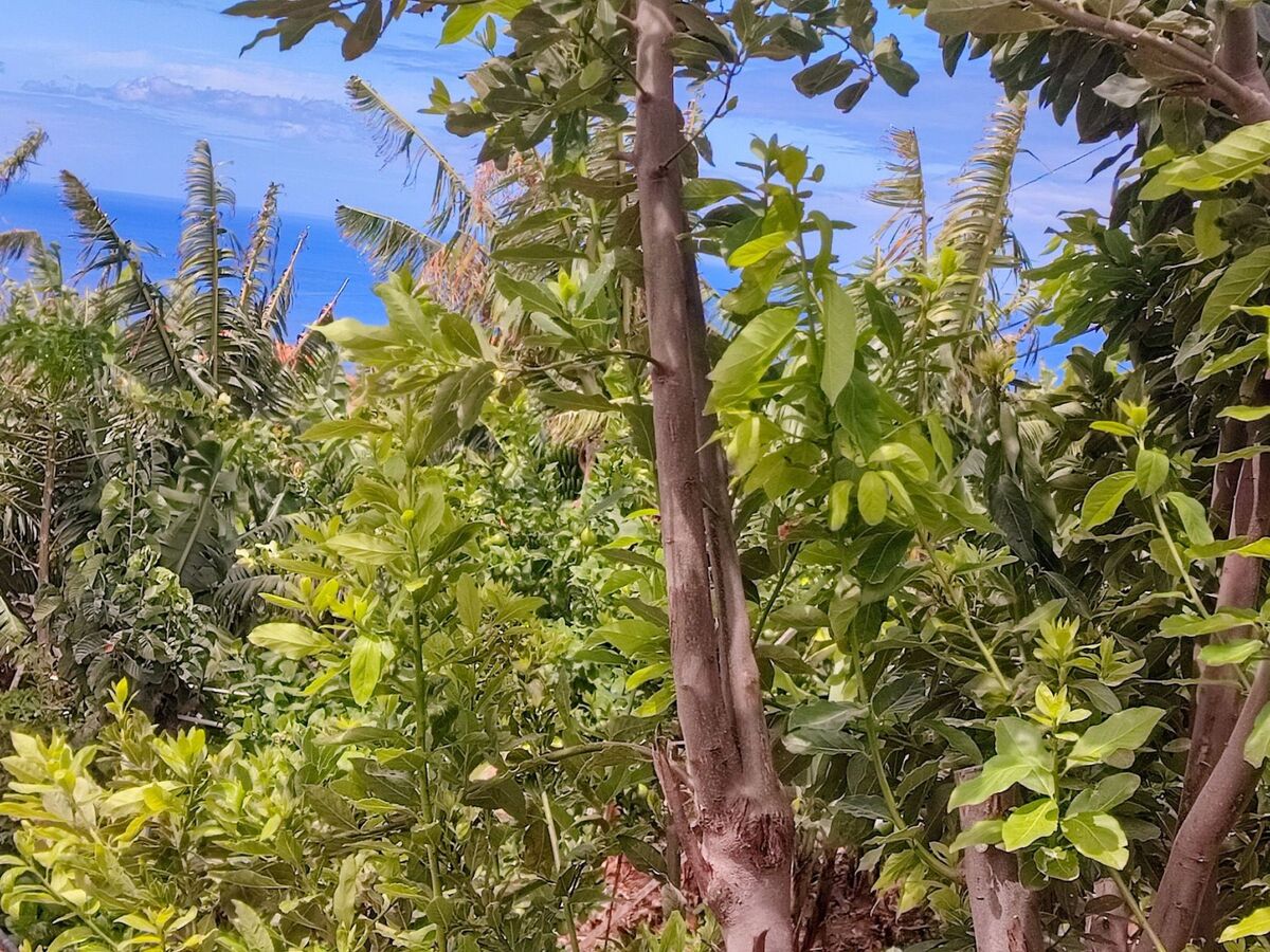 Appartement fermette à Arco da Calheta, jardin tropical - Photo 20