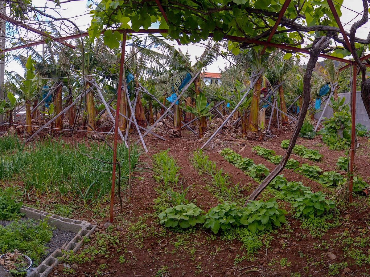 Appartement fermette à Arco da Calheta, jardin tropical - Photo 42