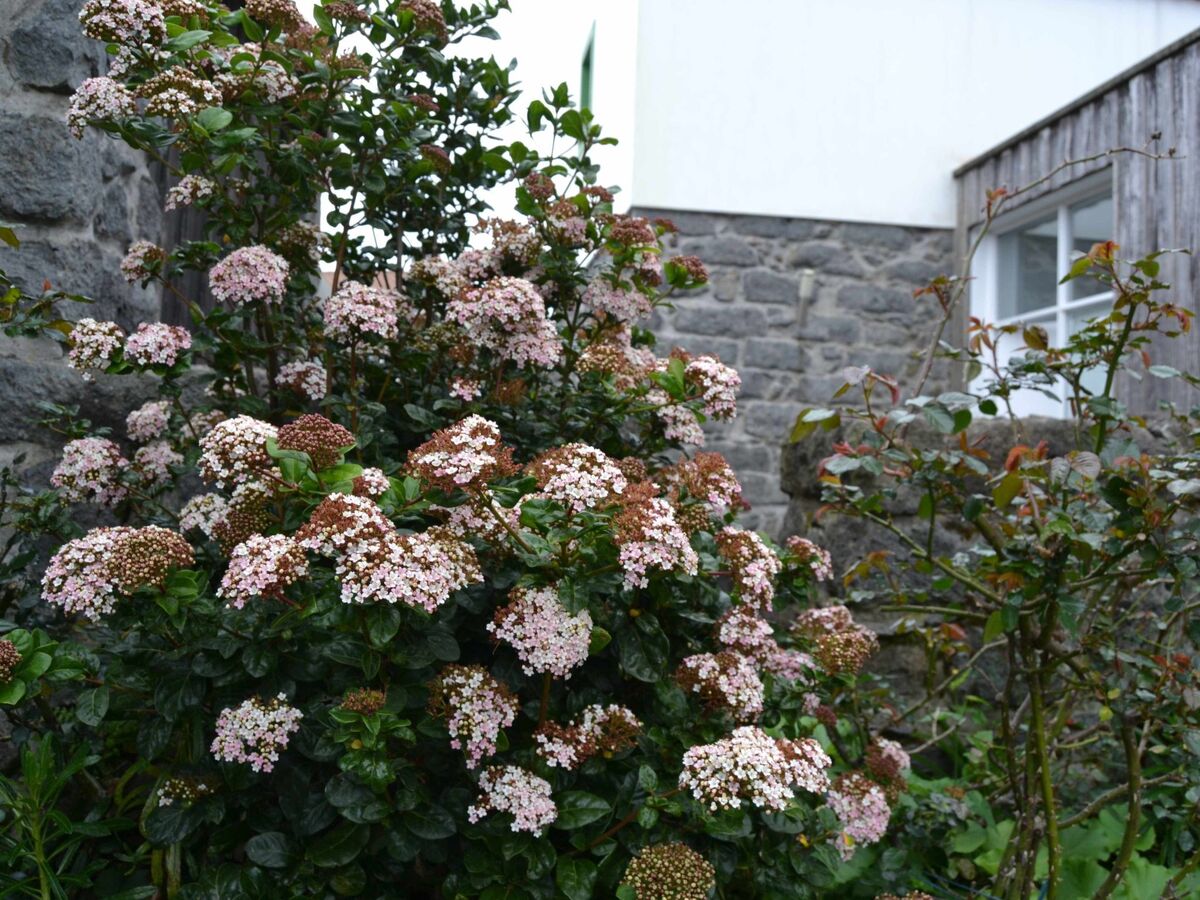 A Arribana – Maison de pierre aux Açores, vue mer - Photo 20
