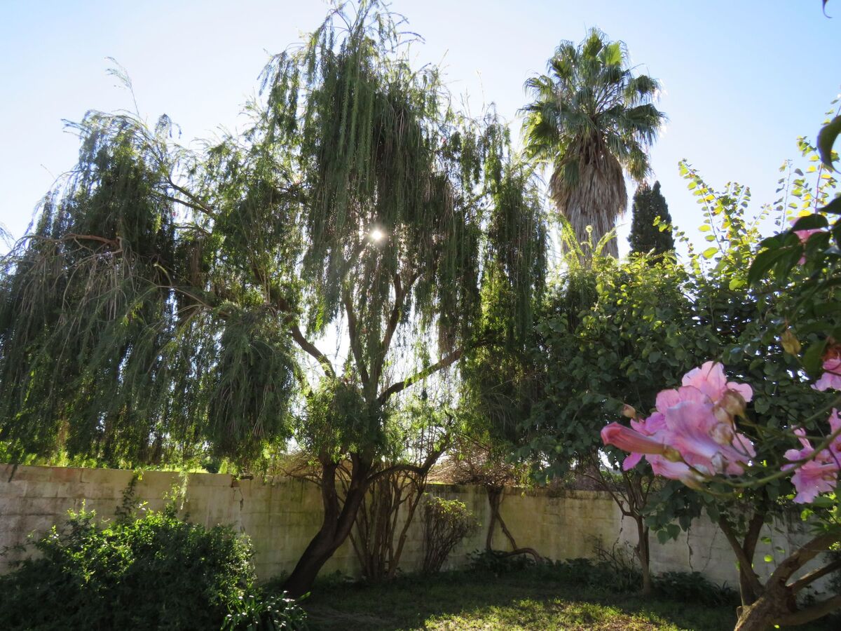 Finca Los Pájaros : appartement 5 pers. près parc naturel - Photo 26