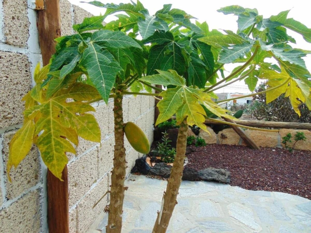 Maison typique canarienne avec jacuzzi à Arico - Photo 16