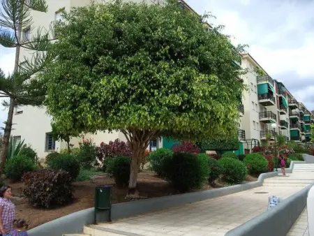 Appartement Cristimar à Los Cristianos, 500 m de la plage : photo 19