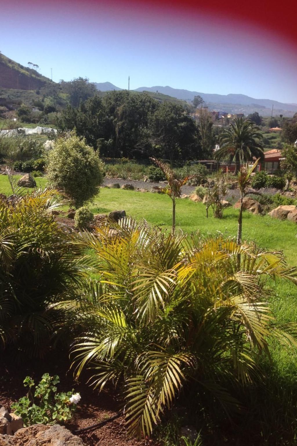 Finca Los Viñedos, maison 5 chambres avec piscine à Tacoronte - Photo 16