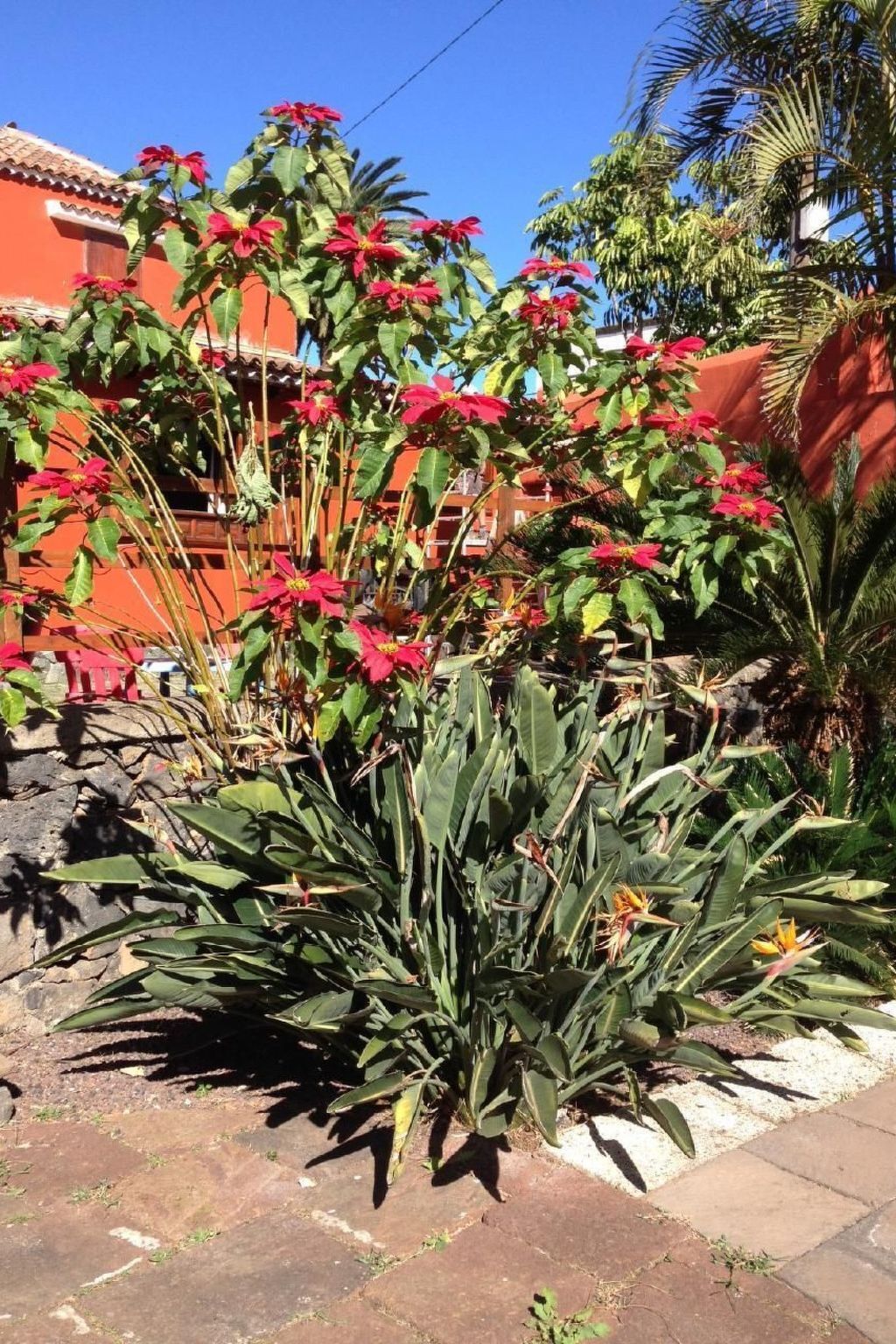 Finca Los Viñedos, maison 5 chambres avec piscine à Tacoronte - Photo 24