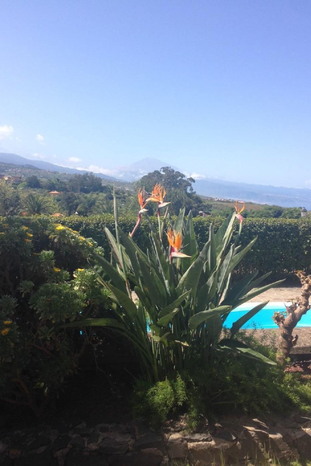 Finca Los Viñedos, maison 5 chambres avec piscine à Tacoronte - Photo 29