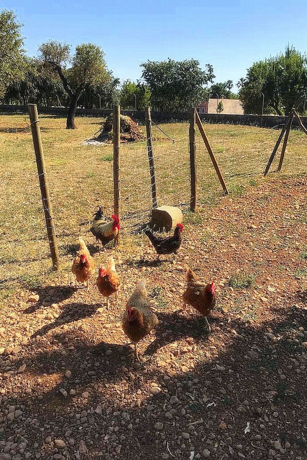 Finca Sa Tanca – Maison 6 pers. piscine privée à Inca - Photo 23