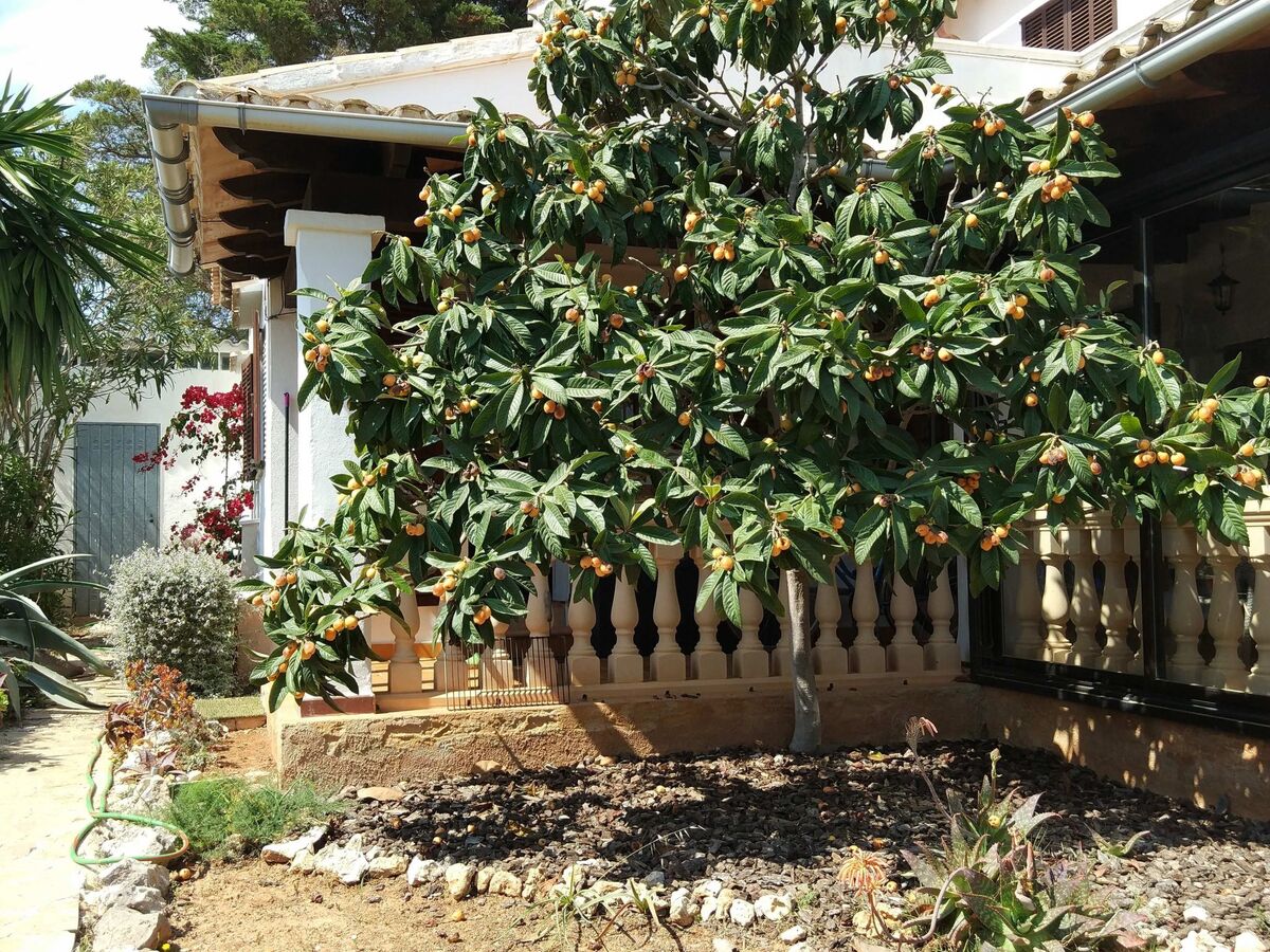 Casa Cinderella, maison 3 chambres avec jardin à Manacor - Photo 44