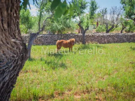 Villa Santa Eulalia : 5 chambres, piscine et animaux de ferme : photo 34