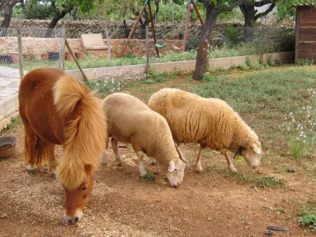 Villa Santa Eulalia : 5 chambres, piscine et animaux de ferme : photo 35