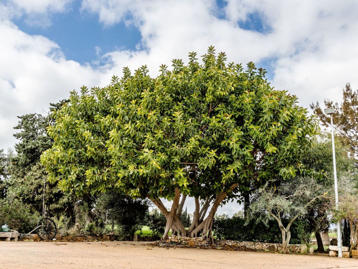 Finca Son Cladera – Maison 5 ch. avec piscine près Can Picafort - Photo 41
