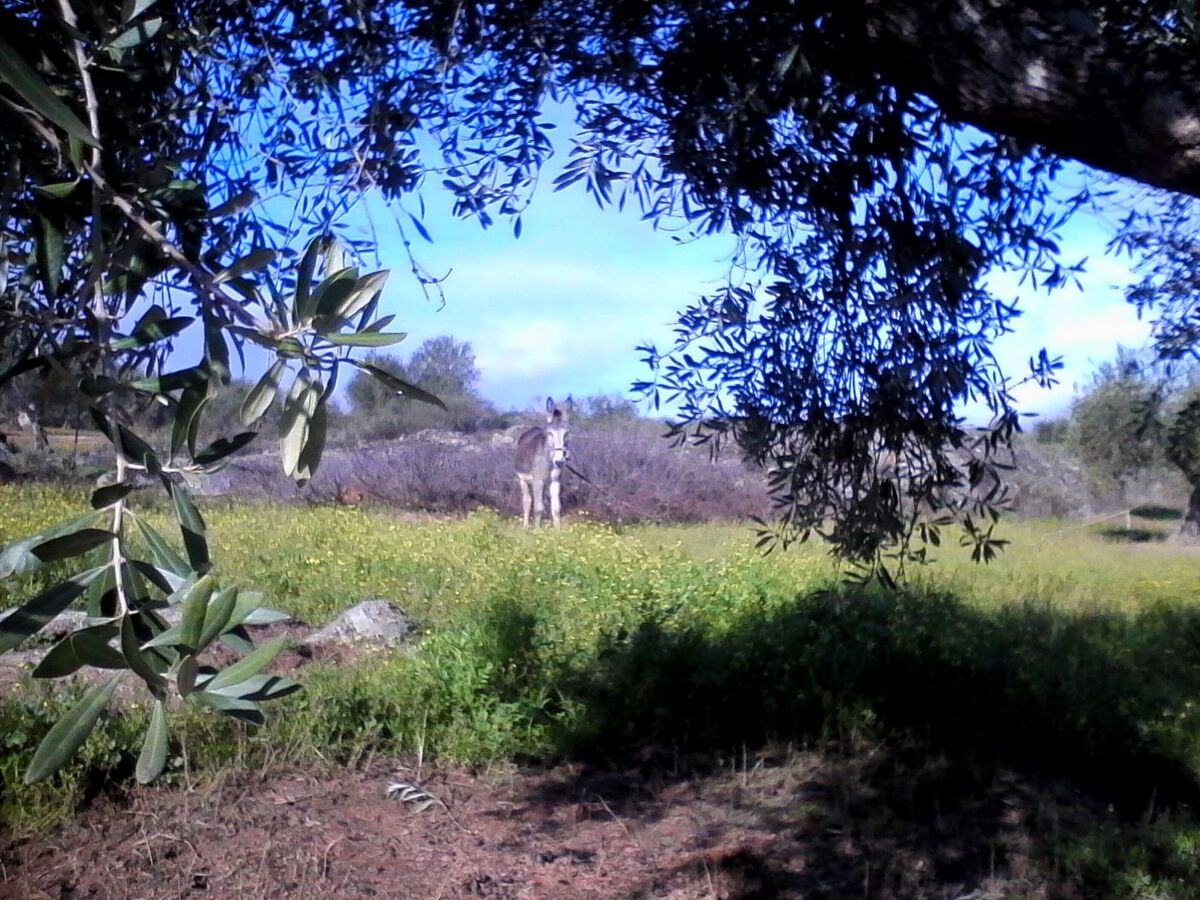 Casita El Chorrillo, appartement 4 pers. avec pool - Photo 28