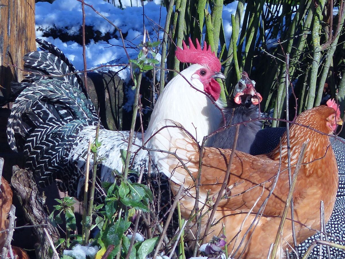 Maison alsacienne 12 pers. à Neuwiller, jardin biodiversité - Photo 4