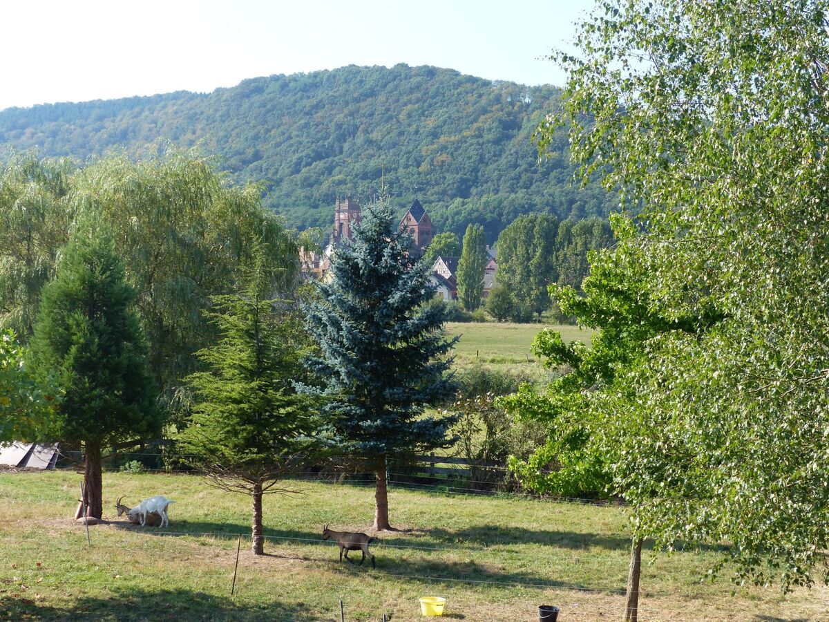 Maison alsacienne 12 pers. à Neuwiller, jardin biodiversité - Photo 21