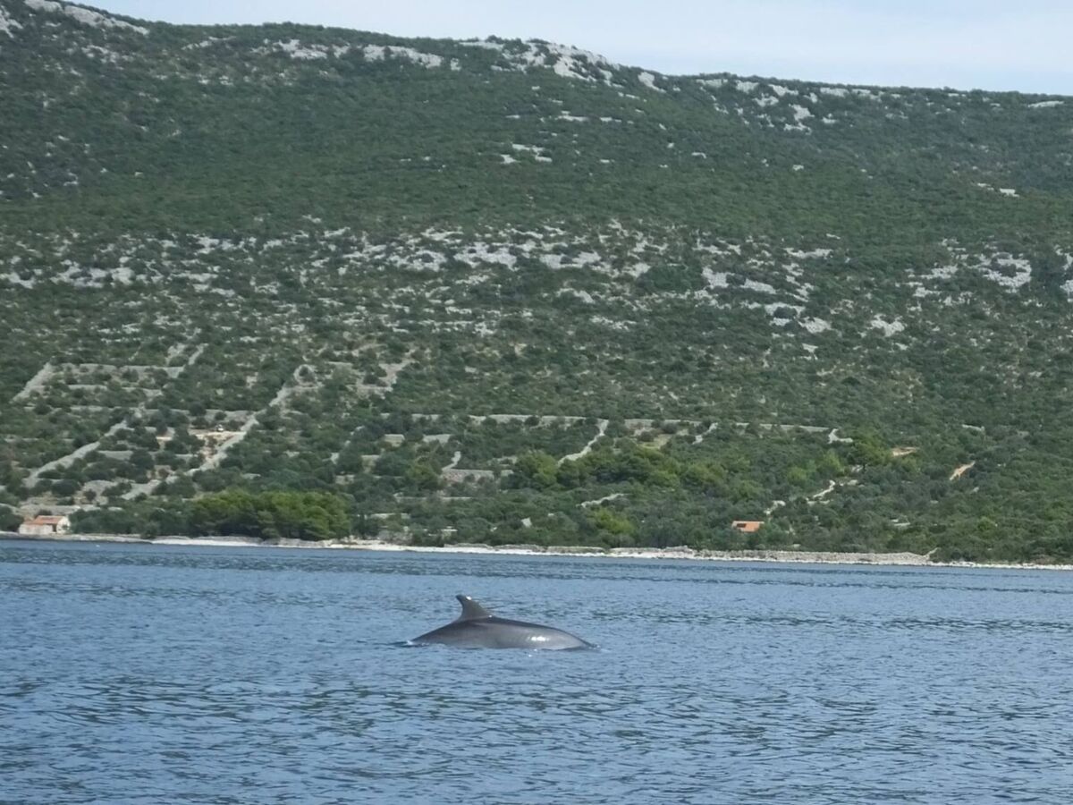 Maison Robinson avec accès privé à la mer à Pašman - Photo 25
