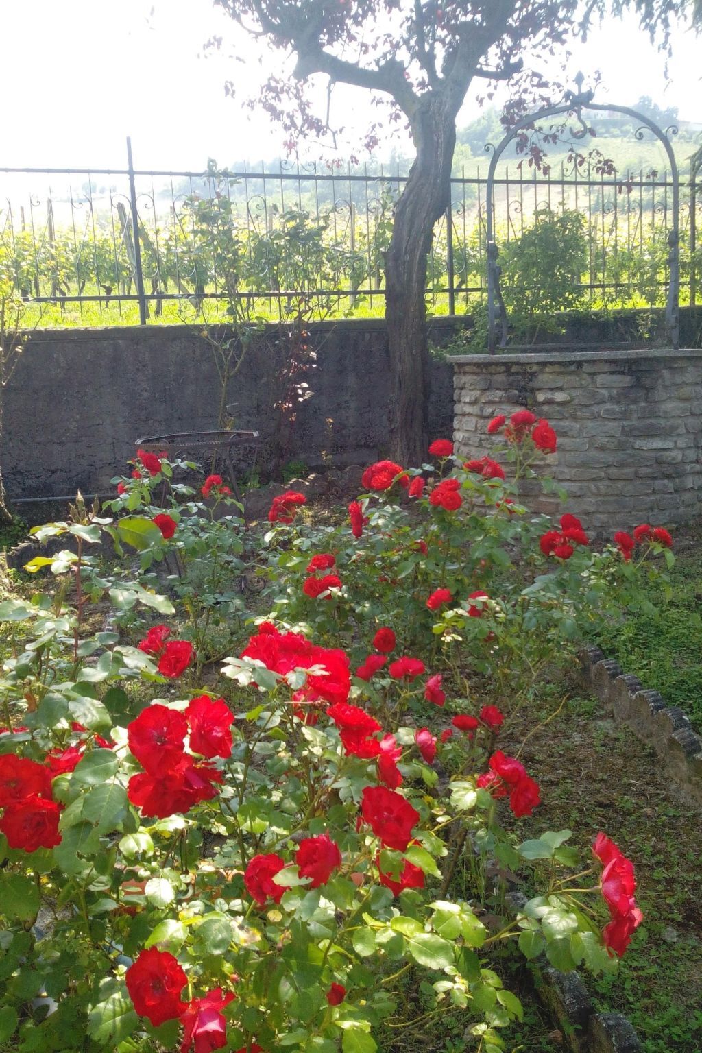 Maison Badinot à Diano d'Alba, jardin privé et barbecue - Photo 17