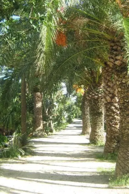 Villetta Loco – maison dans un jardin méditerranéen à Capo Vaticano : photo 15