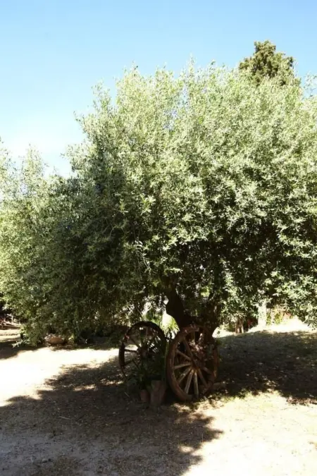 Villetta Loco – maison dans un jardin méditerranéen à Capo Vaticano : photo 29