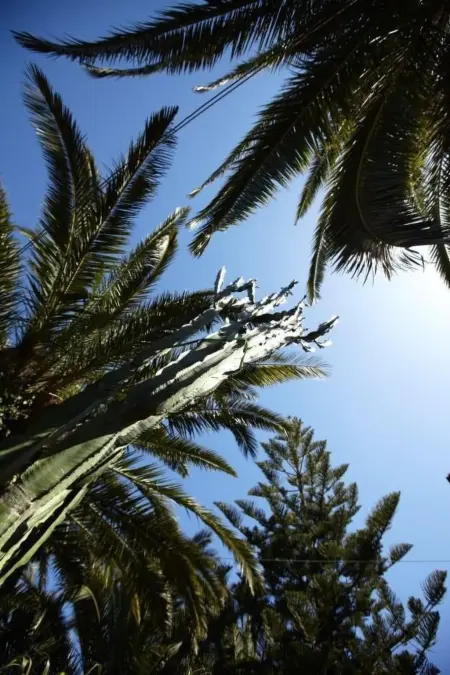 Villetta Loco – maison dans un jardin méditerranéen à Capo Vaticano : photo 36