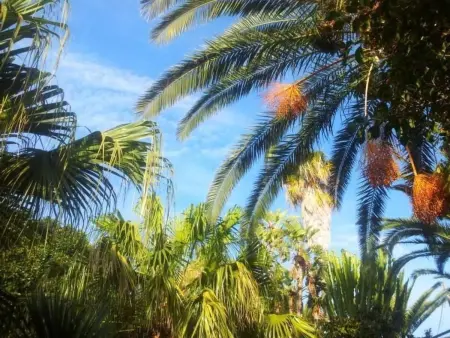 Villetta Loco – maison dans un jardin méditerranéen à Capo Vaticano : photo 37