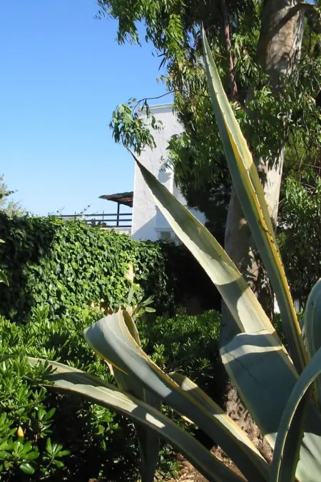 Mas du 15e siècle à Gallipoli, 4 pers., jardin : photo 5