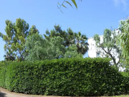 Mas du 15e siècle à Gallipoli, 4 pers., jardin : photo 6