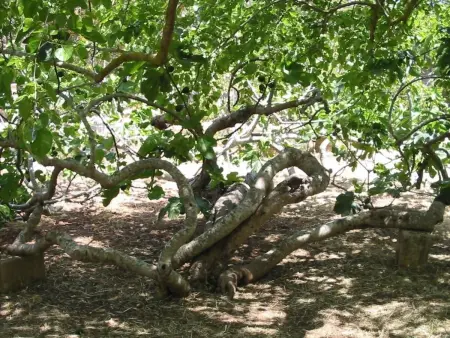Mas du 15e siècle à Gallipoli, 4 pers., jardin : photo 10