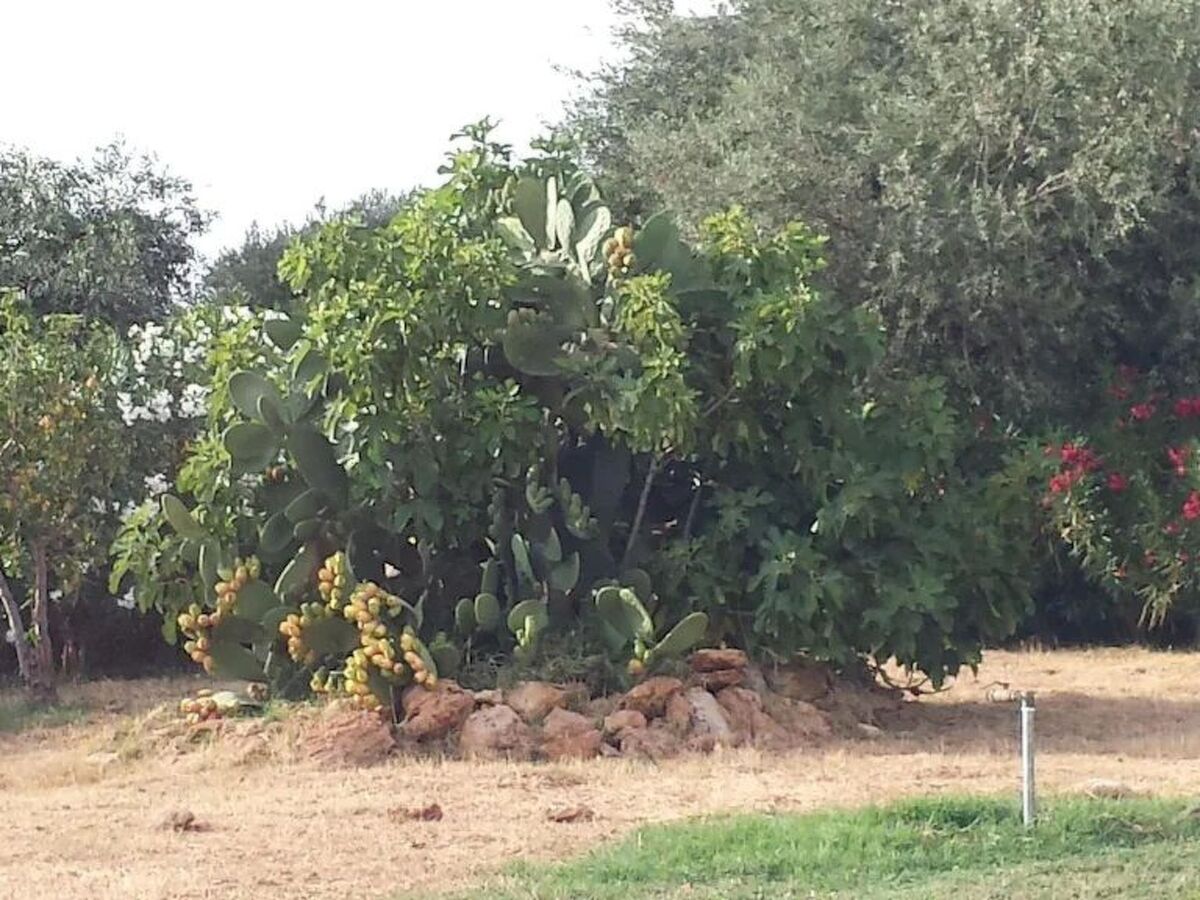 Villacinisi – Maison 8 pers. piscine & jardin fruitier - Photo 17