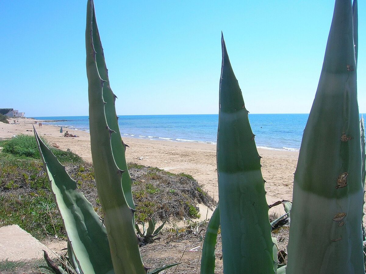 Appartement Sole, 100 m de la plage à Punta Secca - Photo 41
