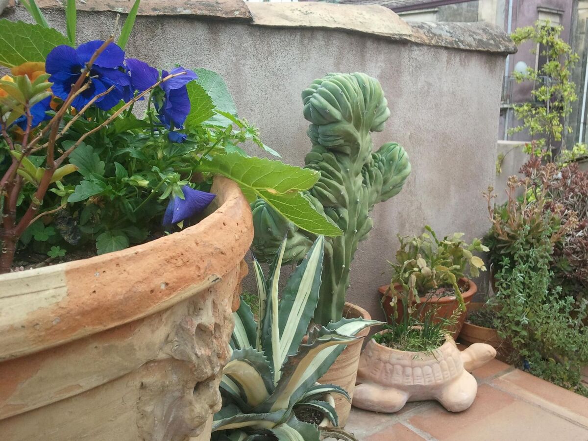 Appartement 5 pers. avec balcon, centre historique Catania - Photo 24
