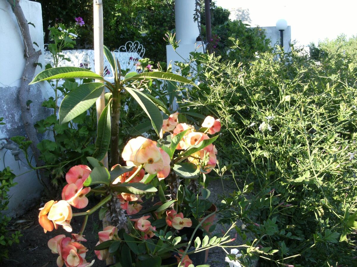 Appartement 3 pers. à Lipari, terrasse mer à Canneto - Photo 16