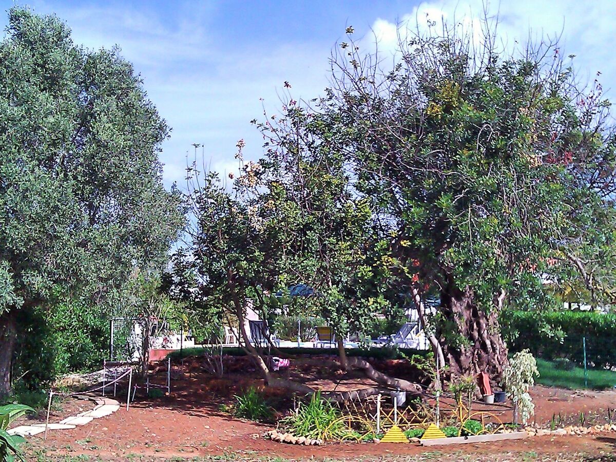 Quinta Casalinho - Maison 25 personnes, piscine privée - Photo 43