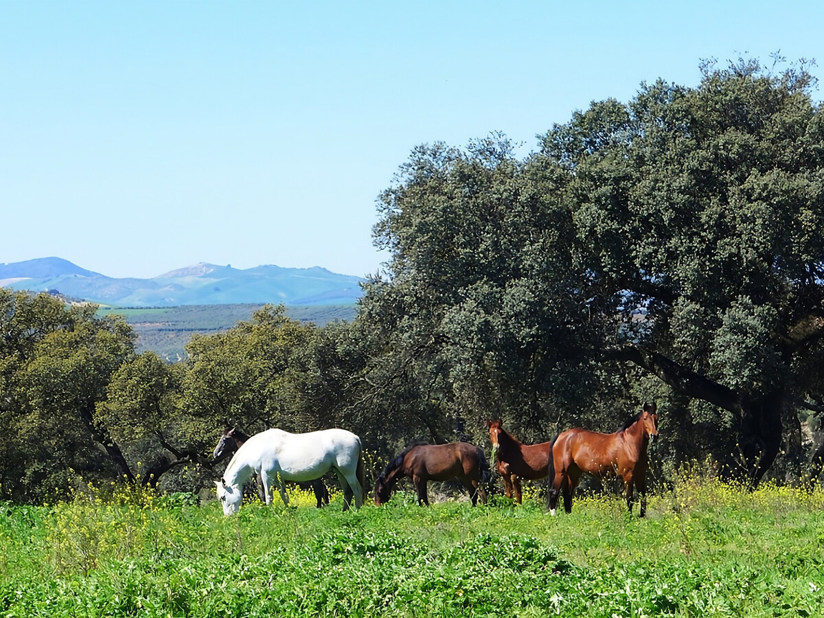 Cortijo andalou 10 pers., piscine & billard - Photo 3