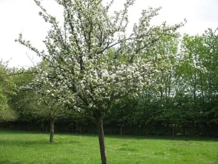 Unterkunft auf dem Bauernhof  La printanière  (Die Frühlingsfrau) - Photo 24