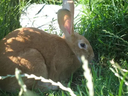 Unterkunft auf dem Bauernhof  La printanière  (Die Frühlingsfrau) - Photo 26
