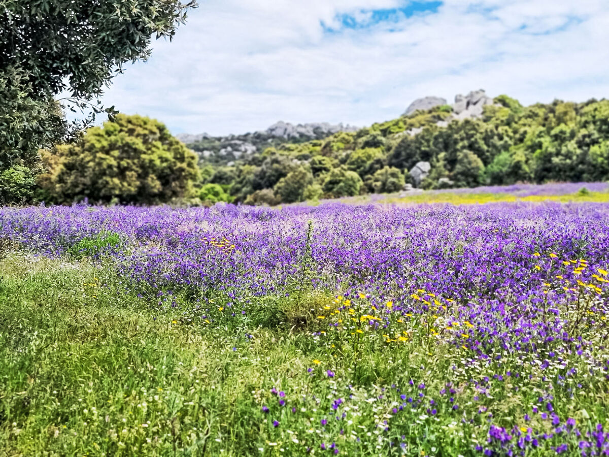 La Casa di Sughero - Gîte 4 pers. Tempio Pausania - Photo 22