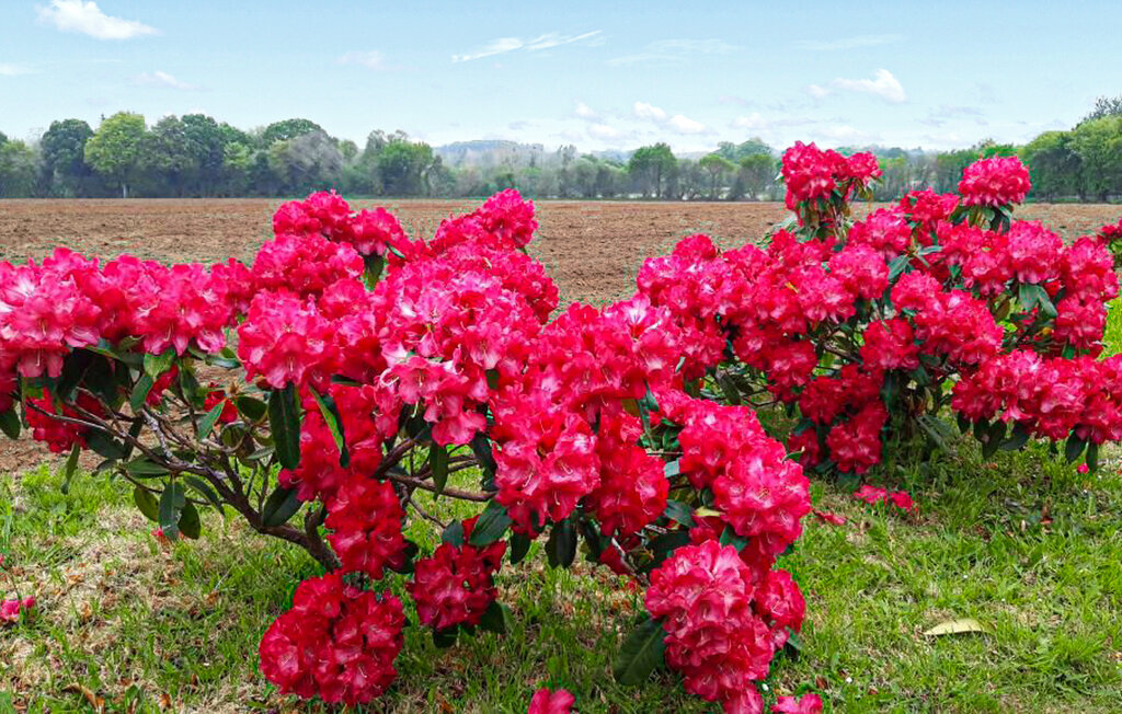 Gite aux Framboises, Maison 5 personnes à Pommerit le Vicomte - Photo 17
