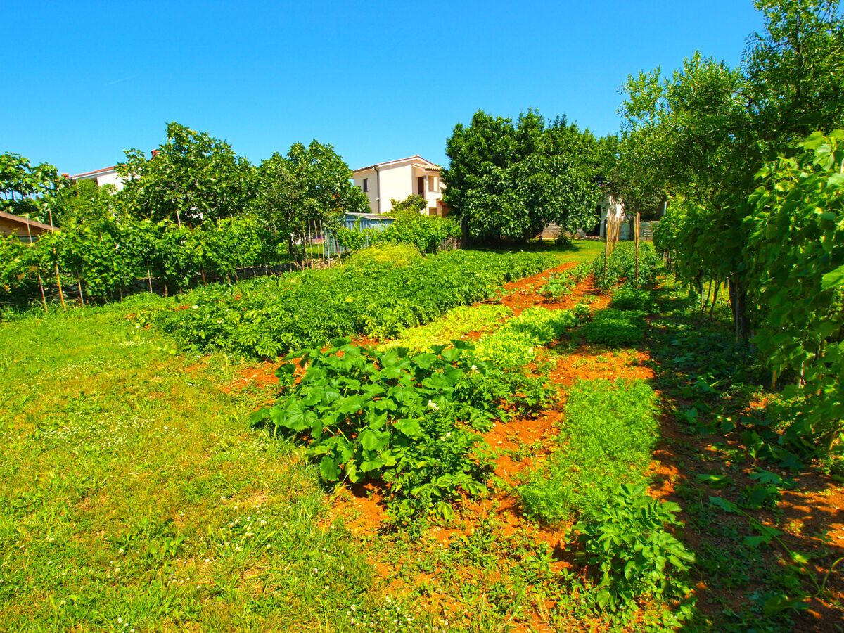 Maison 5 personnes à 300m de la plage à Fažana - Photo 6