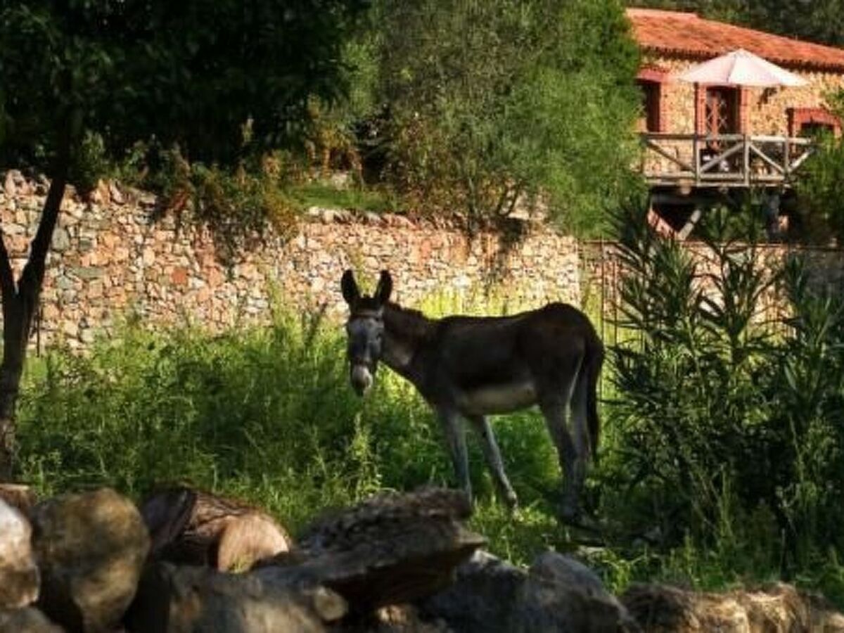 Finca  Zoya  mit Bergblick, Maison 4 personnes à Huelva Alajar - Photo 12