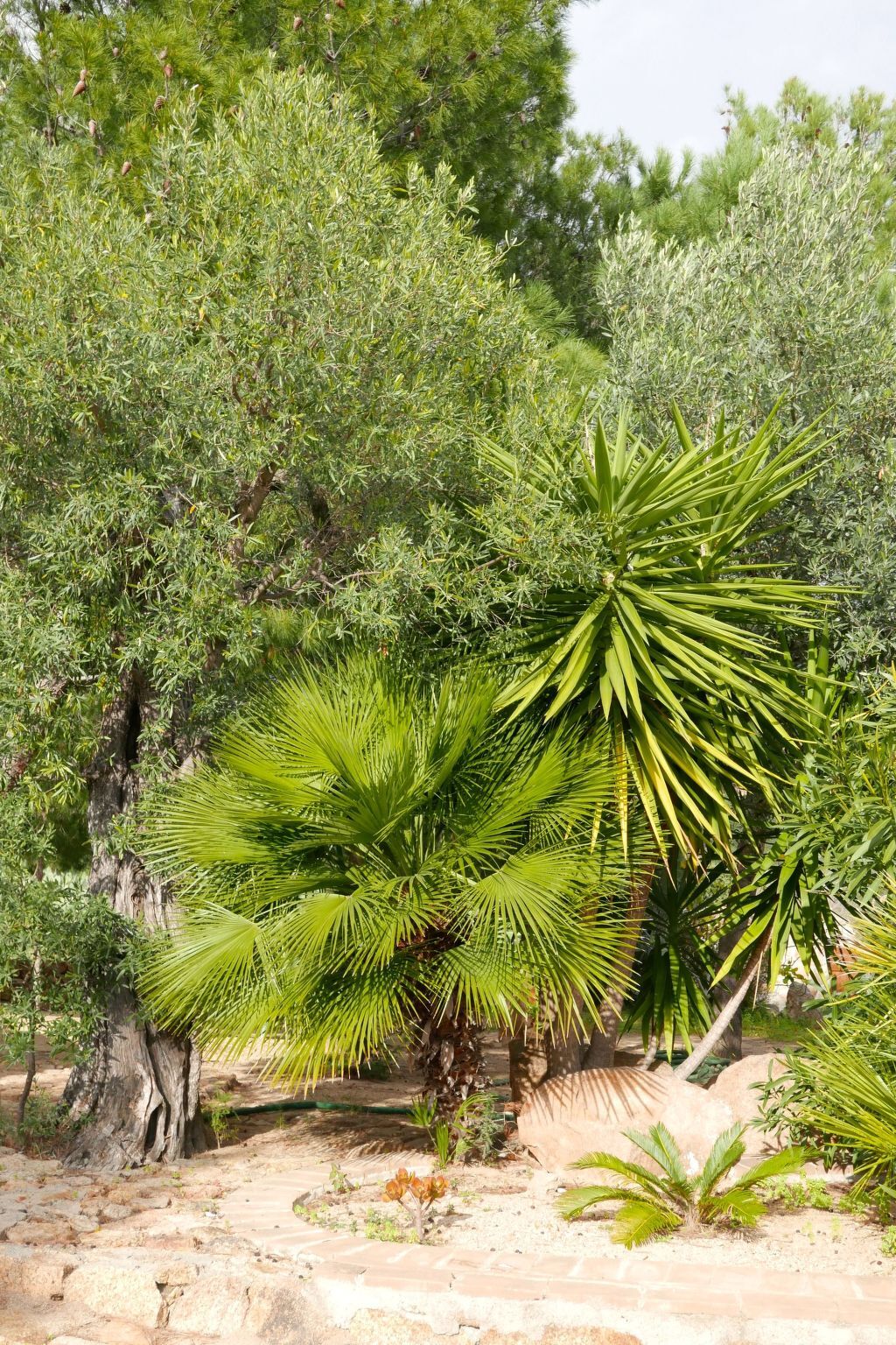 Cosima – Ancienne bergerie vue mer à Cala Liberotto - Photo 14