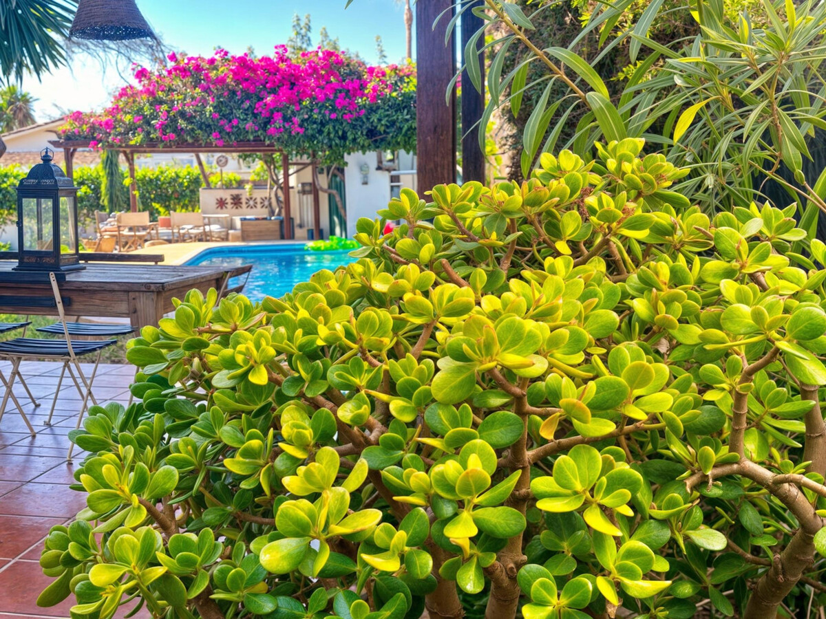 Villa Alfredo : 4 chambres à 50 m de la plage - Photo 25