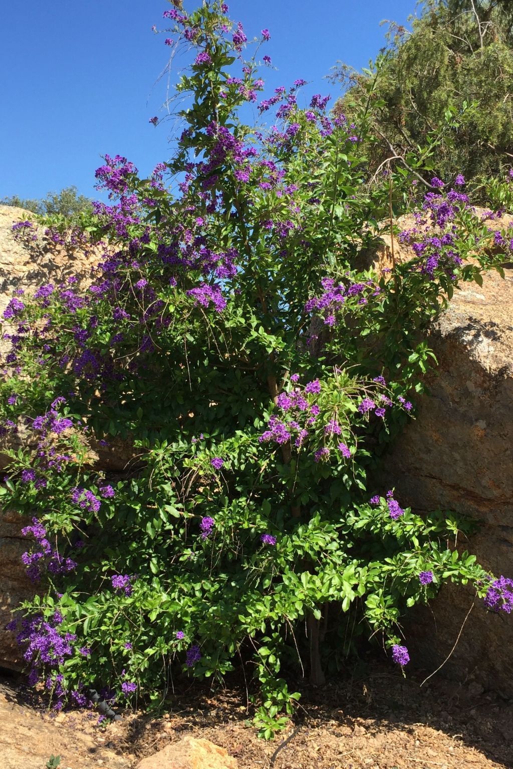 Anania – Maison 6 pers. avec vue mer à Cala Liberotto - Photo 9