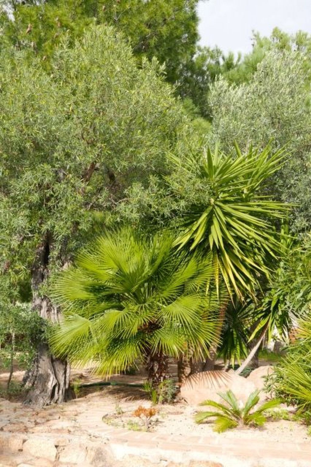 Anania – Maison 6 pers. avec vue mer à Cala Liberotto - Photo 29