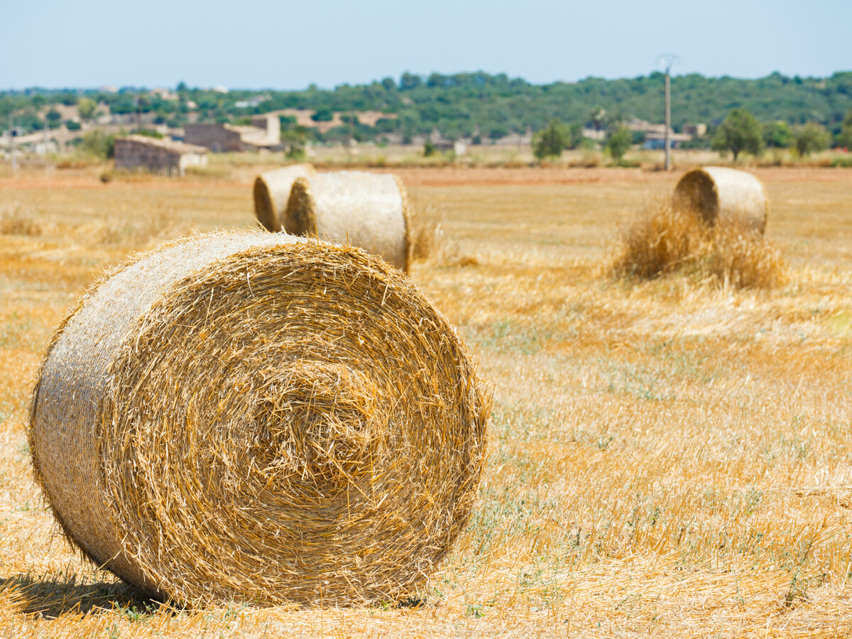Villa 4 chambres, piscine 10x5m à Son Serra de Marina - Photo 34