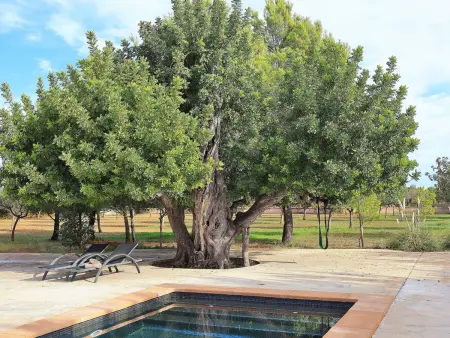 Villa majorquine 450m² piscine à Binissalem : photo 9
