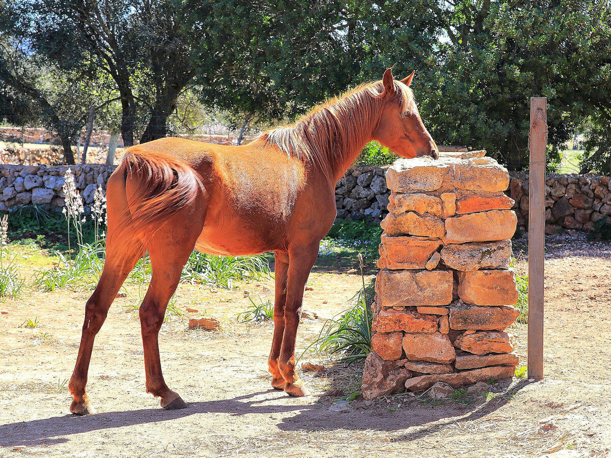 Finca Majorquine avec animaux et piscine 4x8m - Photo 16