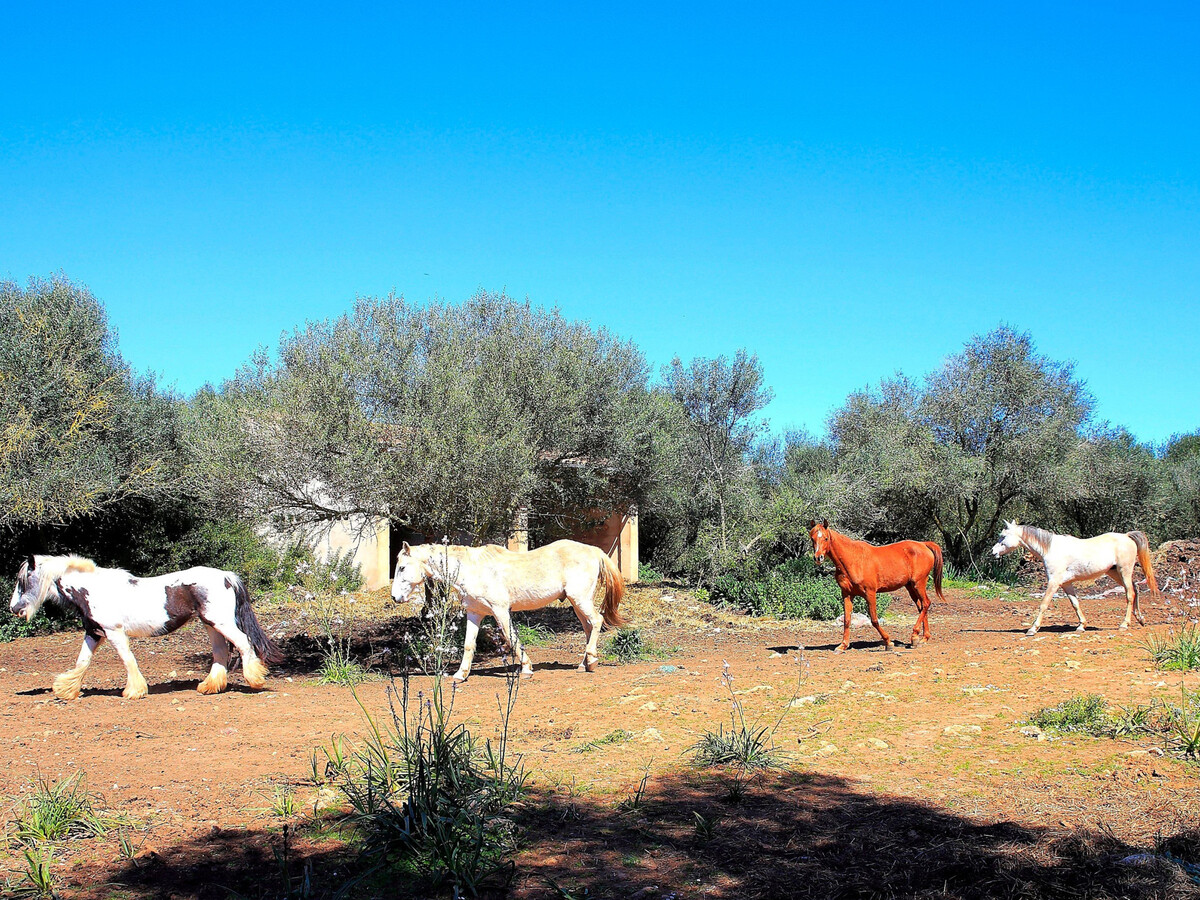 Finca Majorquine avec animaux et piscine 4x8m - Photo 22